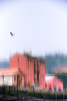 _CCA7077 1