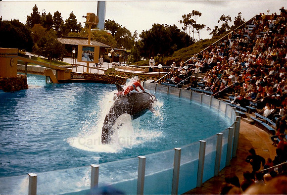 Orca