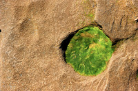 Green Spot