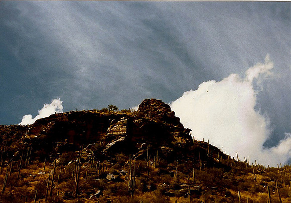 Saguaros, Tucson