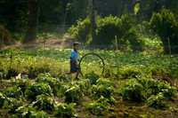 Playing over the crops