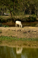 Cow by the Water