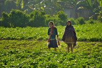 Kids at the crop fields
