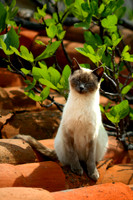 Cat on the roof