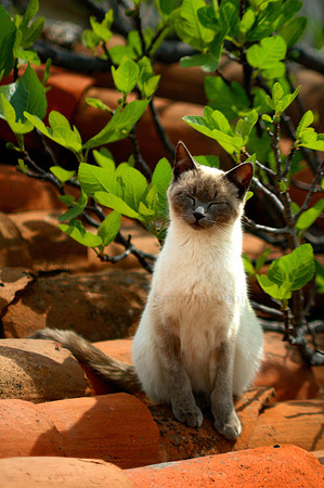 Cat on the roof