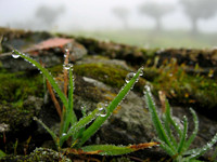 Fog tears