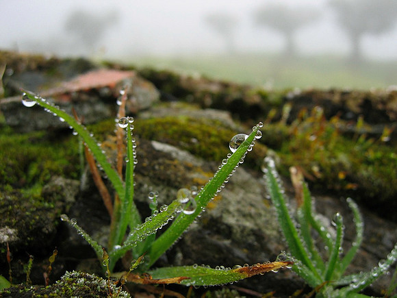 Fog tears