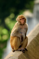 Nepali Monkey