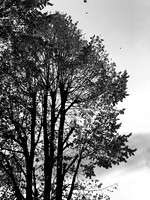 IMG_5548
