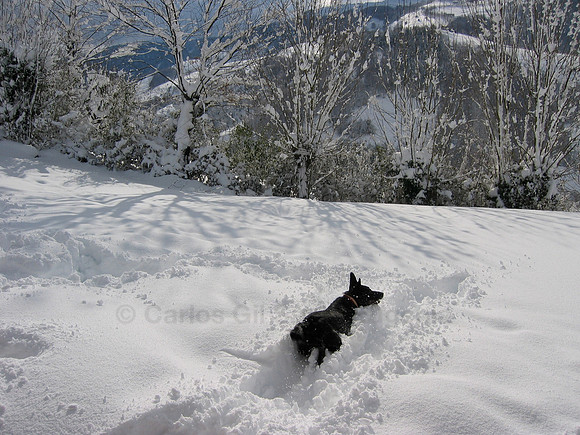 Volvo en la Nieve