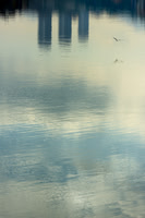 Gaviota