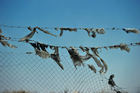 Fences, Ramallah