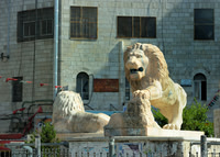 Watch Lion at Ramallah