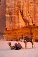 Camels