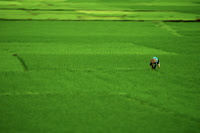 Green Twist