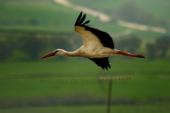 Stork 001