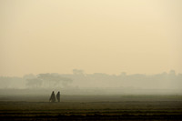 Foggy Morning